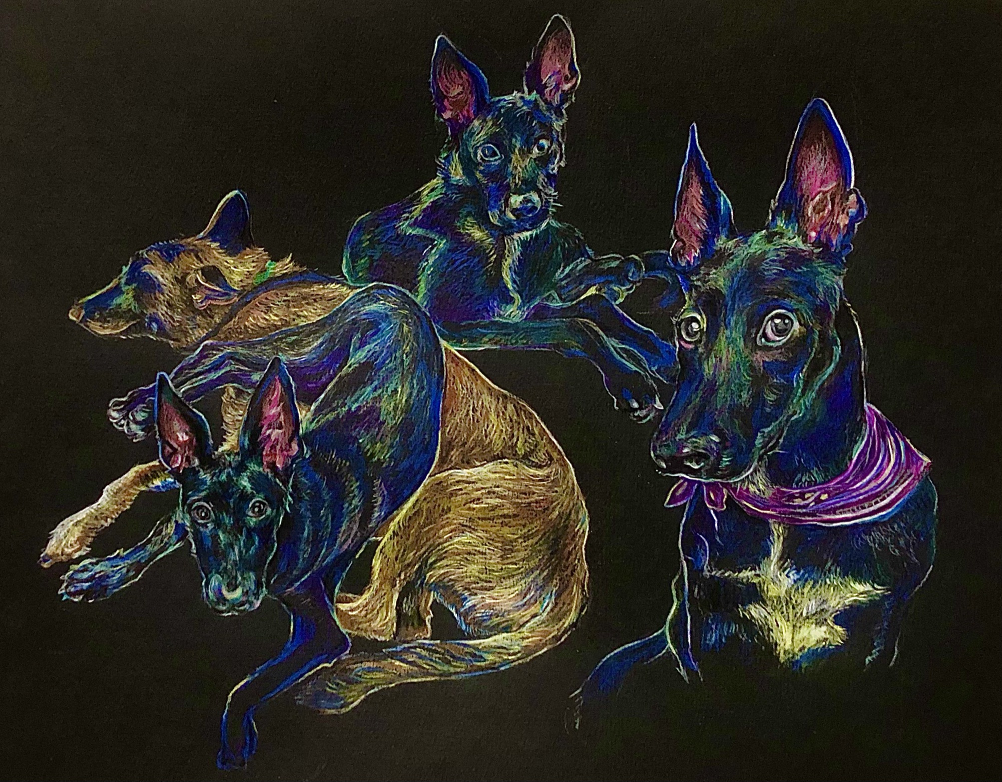 trois chiens bleus crayon de couleur sur feuille noire